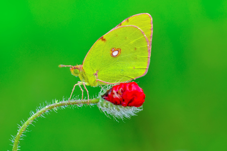 Closeup of beautiful butterfly sitting on flowerの写真素材