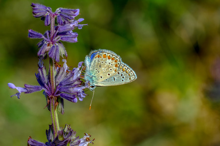 Closeup of beautiful butterfly sitting on flowerの写真素材