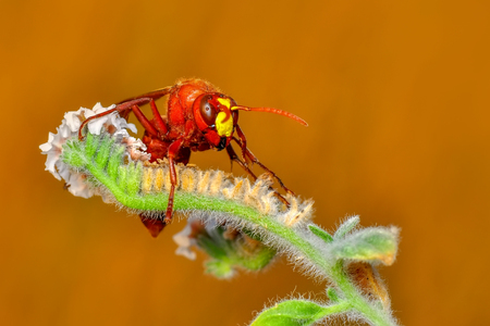 Beautiful Median wasp (Dolichovespula) portrait - Stock Imageの写真素材