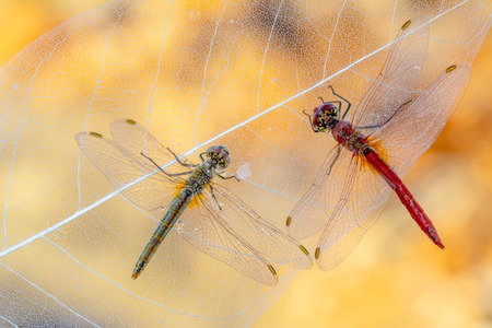 Macro shots, Beautiful nature scene dragonfly.の写真素材