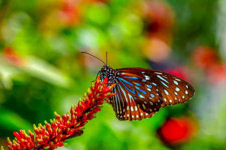 Closeup beautiful butterfly sitting on flower.の写真素材
