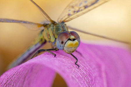 Macro shots, Beautiful nature scene dragonfly.の写真素材