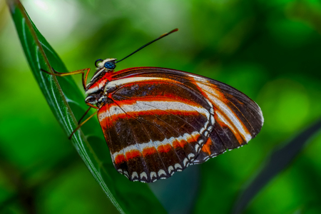 Closeup beautiful butterfly sitting on flower.の写真素材