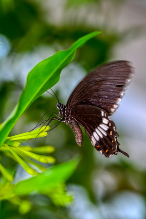 Closeup beautiful butterfly sitting on flower.の写真素材