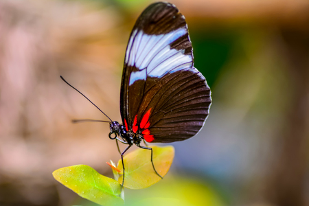 Closeup beautiful butterfly sitting on flower.の写真素材