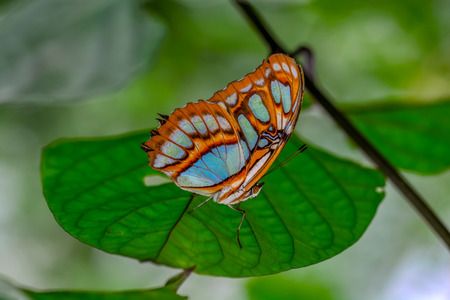 Closeup beautiful butterfly sitting on flower.の写真素材