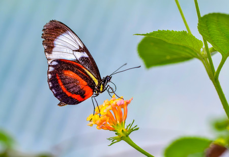Closeup beautiful butterfly sitting on flower.