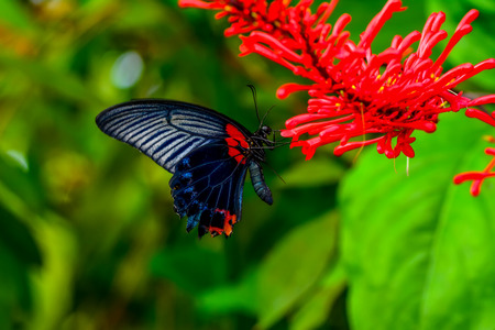 Closeup beautiful butterfly sitting on flower.