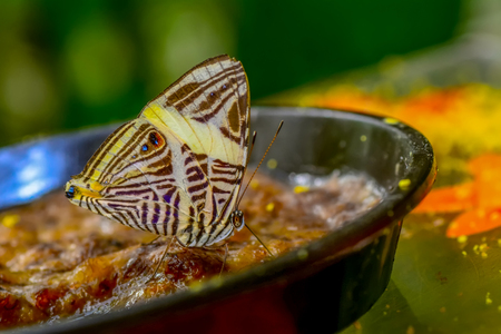 Closeup beautiful butterfly sitting on flower.の写真素材