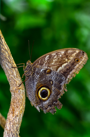 Closeup beautiful butterfly sitting on flower.の写真素材