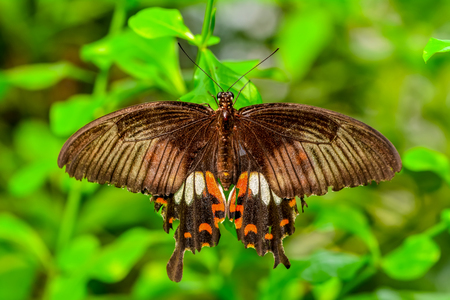 Closeup beautiful butterfly sitting on flower.