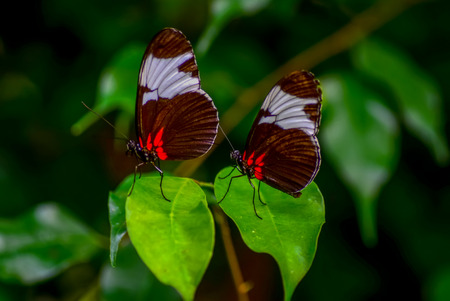 Closeup beautiful butterfly sitting on flower.の写真素材