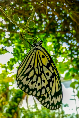 Closeup beautiful butterfly sitting on flower.の写真素材