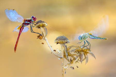 Macro shots, Beautiful nature scene dragonfly.