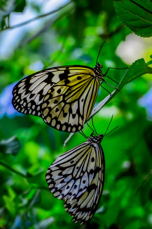 Closeup beautiful butterfly sitting on flower.の写真素材