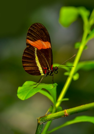 Closeup beautiful butterfly sitting on flower.
