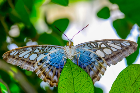 Closeup beautiful butterfly sitting on flower.の写真素材