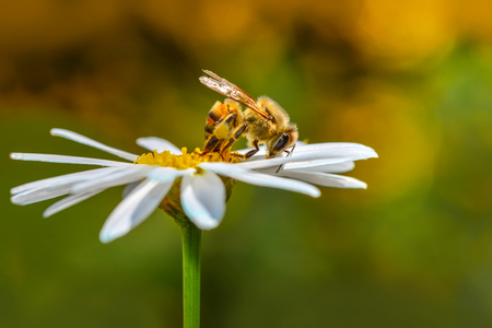 Sign In Beautiful Bee Macro in green nature - Stock Imageの写真素材