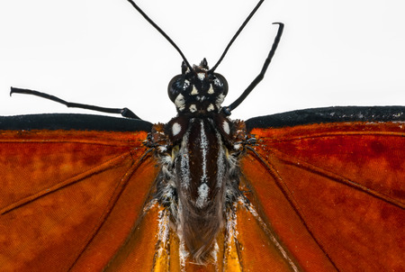 Extreme macro of butterfly wing background