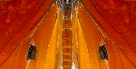 Extreme macro of butterfly wing background