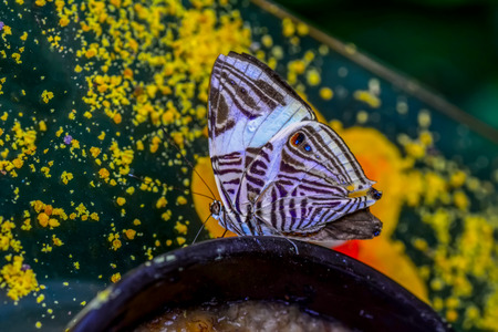 Closeup beautiful butterfly sitting on flower.