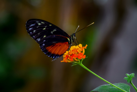 Closeup beautiful butterfly sitting on flower.の写真素材