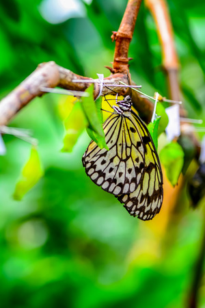 Closeup beautiful butterfly sitting on flower.の写真素材
