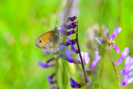 Closeup beautiful butterfly sitting on flower.
