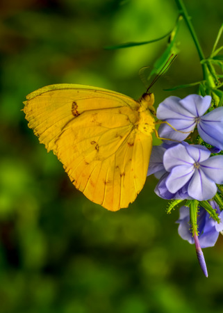 Closeup beautiful butterfly sitting on flower.の写真素材