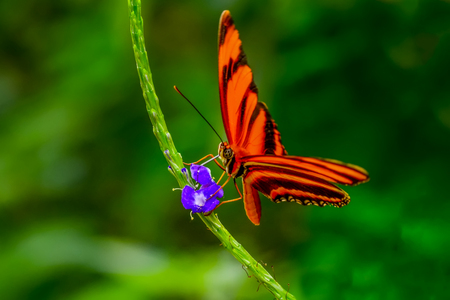 Closeup beautiful butterfly sitting on flower.の写真素材