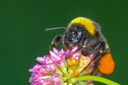Image of bee or honeybee on yellow flower collects nectar. Golden flower on a white background. Insecta. Animalの写真素材