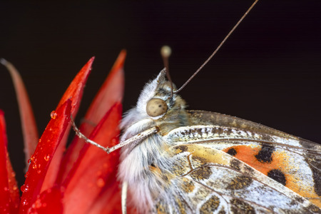 Closeup beautiful butterfly sitting on flower.