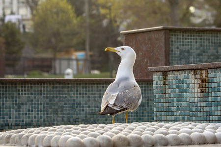 Single seagull close-up stock imageの写真素材
