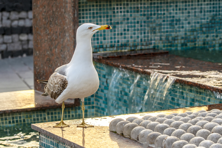 Single seagull close-up stock imageの写真素材