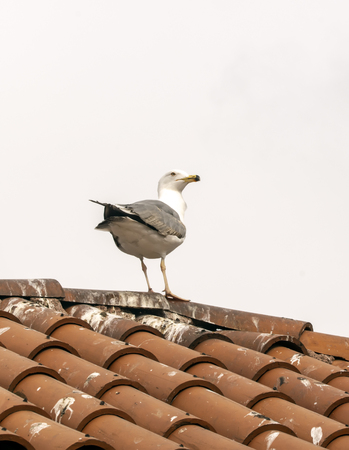 Single seagull close-up stock imageの写真素材