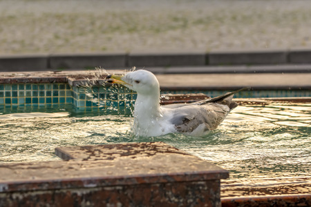Single seagull close-up stock imageの写真素材