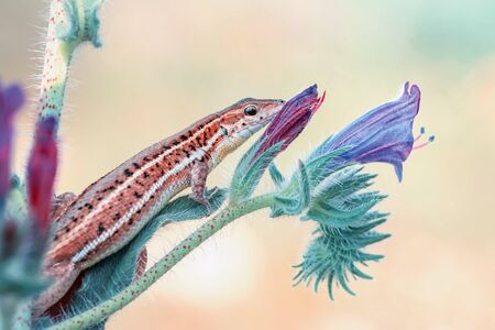 Beautiful lizard - Stock Imageの写真素材