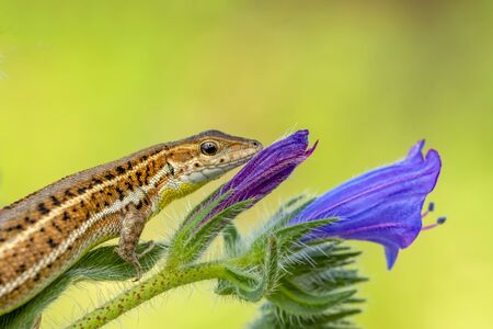 Beautiful lizard - Stock Imageの写真素材