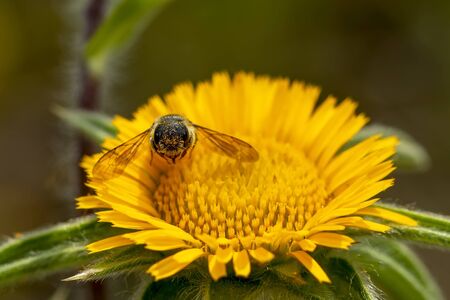 Image of bee or honeybee on yellow flower collects nectar. Golden honeybee on flower backgroundの写真素材