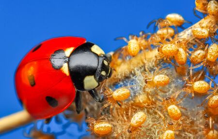 Beautiful ladybug and spiders on leafの写真素材