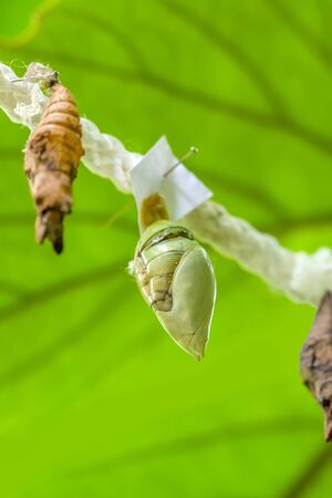 Butterflies farm. Sign In Sign In Different butterflies on a branch - Stock Imageの写真素材