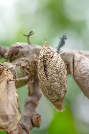 Butterflies farm. Sign In Sign In Different butterflies on a branch - Stock Imageの写真素材