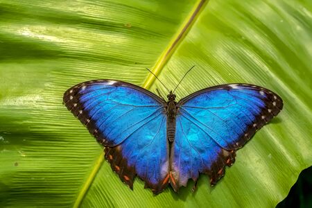 Blue Morpho, Morpho peleides, big butterfly sitting on green leaves, beautiful insect in the nature habitatの写真素材