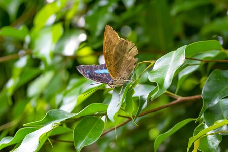 Dead leaf butterfly, Kallima inachus, aka Indian leafwing, standing wings folded on a bamboo branch, dead leaf imitation.の写真素材