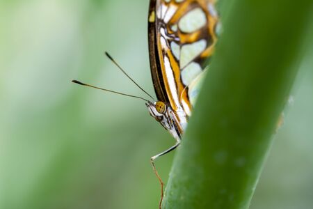 Closeup beautiful butterfly & flower in the garden.