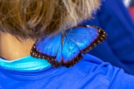 Blue Morpho, Morpho peleides, big butterfly sitting on green leaves, beautiful insect in the nature habitatの写真素材