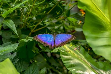 Blue Morpho, Morpho peleides, big butterfly sitting on green leaves, beautiful insect in the nature habitatの写真素材