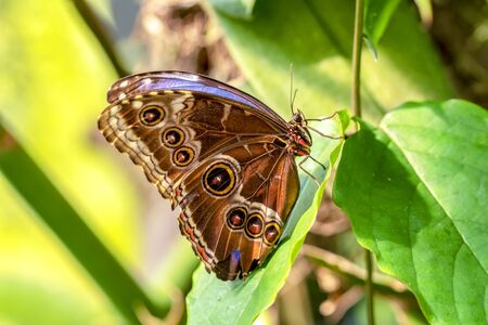 Blue Morpho, Morpho peleides, big butterfly sitting on green leaves, beautiful insect in the nature habitatの写真素材
