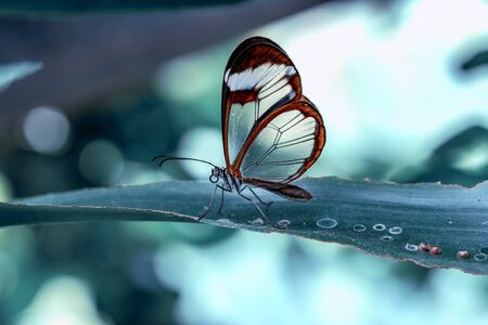 Glasswing Butterfly (Greta oto) in a summer gardenの写真素材