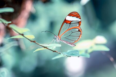 Glasswing Butterfly (Greta oto) in a summer gardenの写真素材
